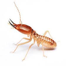 Image termite.jpg